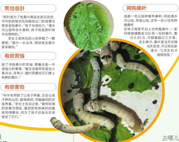 科学课让孩子养蚕并观察 家长苦恼：桑叶9元钱500克