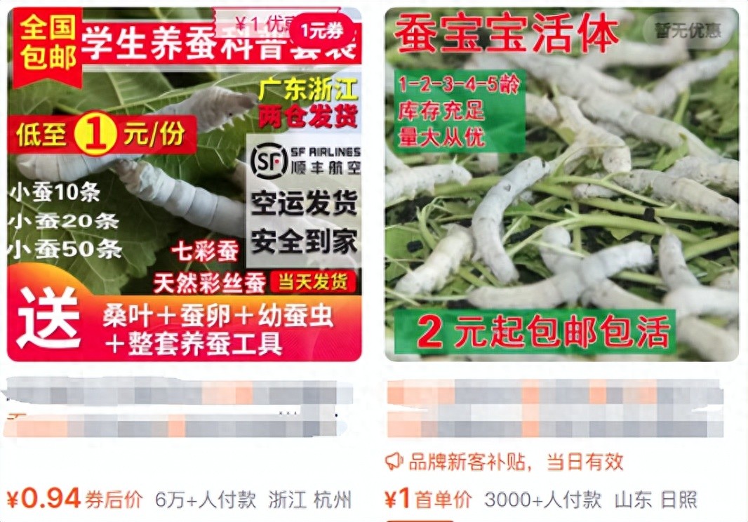 小学生又到养蚕热！家长：养个蚕比养二胎还累