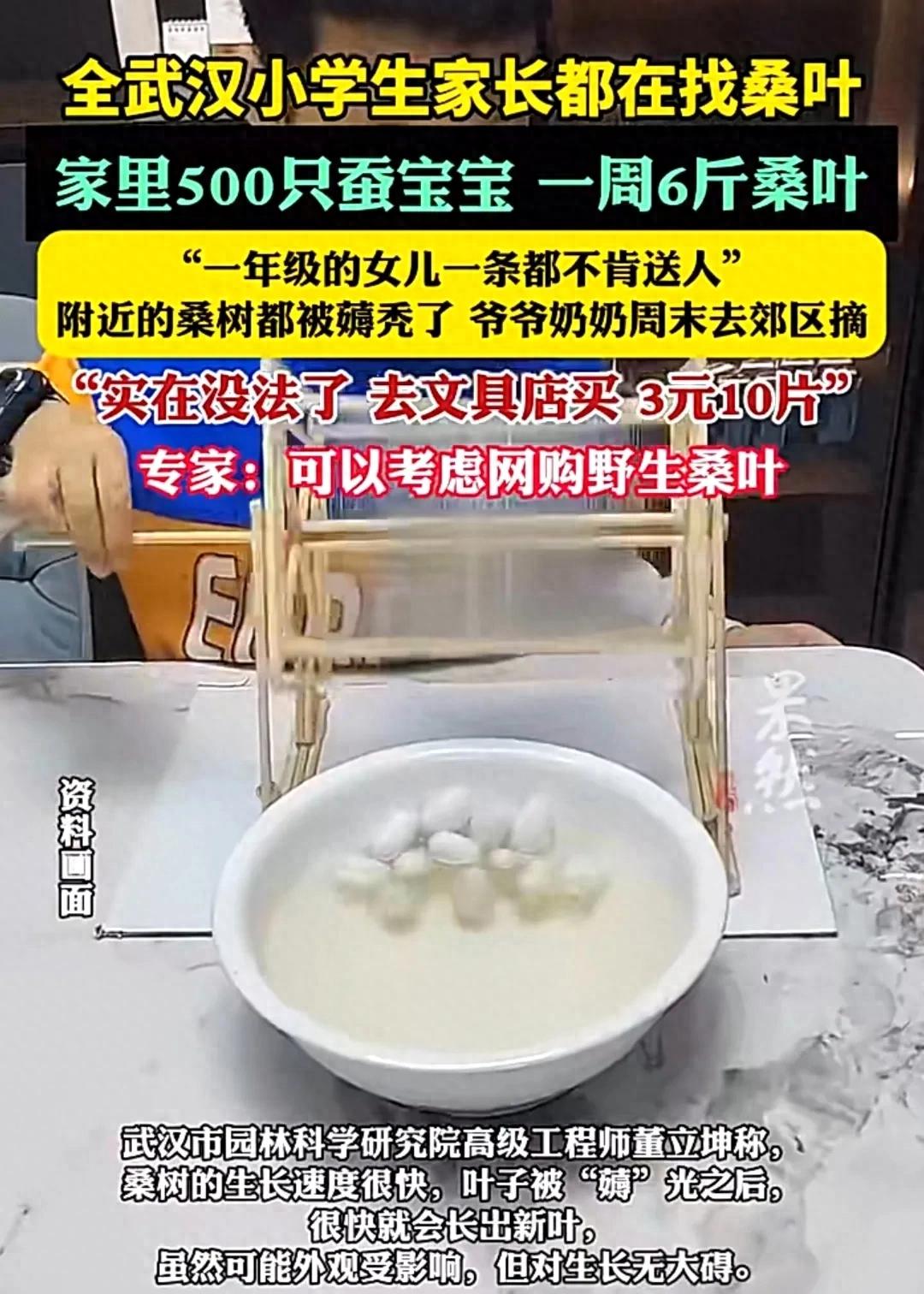 武汉家长集体发疯！为养500只蚕逼疯全城：学校3公里桑树被薅秃